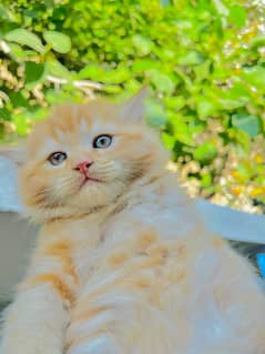 persian 3 month