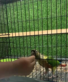 Green Cheeked Conure | Exotic species | Eats from hand