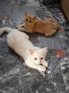 Persian Cat Pair Available - Contact on WhatsApp