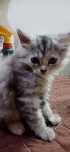 kittens