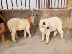 sheep pair