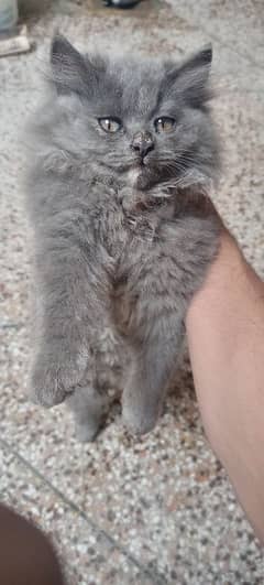 Persian Kittens Pair for Sale | 2 Months Age | Grey Male  White Female
