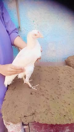 Heera aseel breeder pair