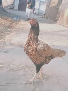 haghi qulty aseel madi long haght Full mazboot jodh