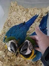blue macaw parrot chicks for sale 03451481697