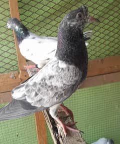 pegion