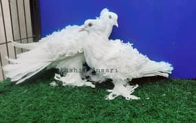 Fril chicks pair available