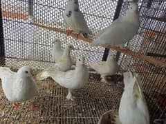 fancy piegon pair and phatte available in reasonable price