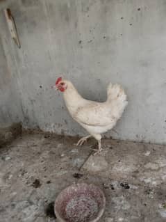 Misri Hen