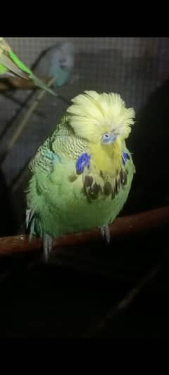 exhibition budgies