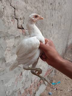 white thai aseel