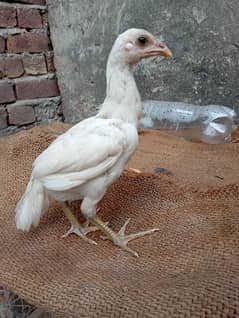 white thai aseel