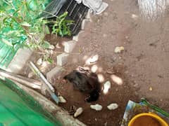 Heera