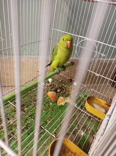 Green parrot