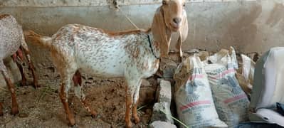 Goat /Betal Bakra/ Makhi Cheena / Desi / Bkary / White Goats for sale