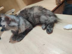 Cat for sale