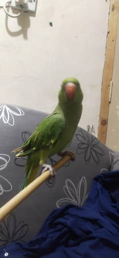 Green ringneck parrot , lovebird and white coctail