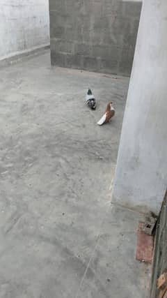 Shirazi pair