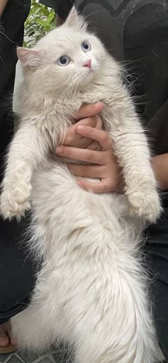 Pair white persian cats