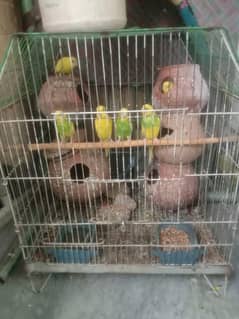 with cage