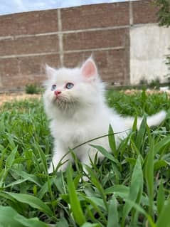 Parisian kittens triple coated