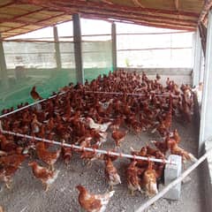lohman brown Breed  | Rir Breed |  Australorp Breed