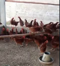 lohman brown  | RiR |  Australorp |misri