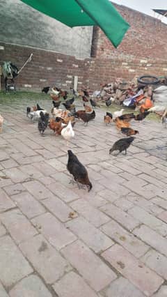 3 month desi cross  chuza available healthy male / female