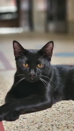 Jet Black Bombay cat