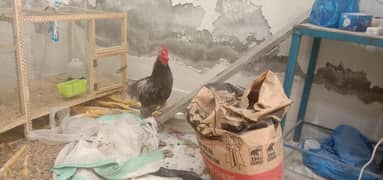 BANTAM BREEDER MALE