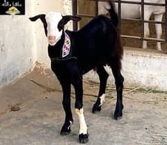 Teda male Abluck