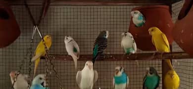 Budgies,lovebirds,pinjra,cages, Shamo aseel