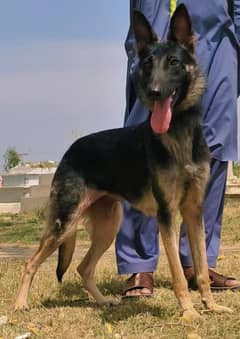 pure bagyari fully security long coat  female for sale