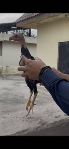 Shamo
