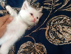 Kittens for sale Reasonable Price