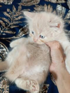 Kittens