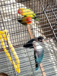 love birds