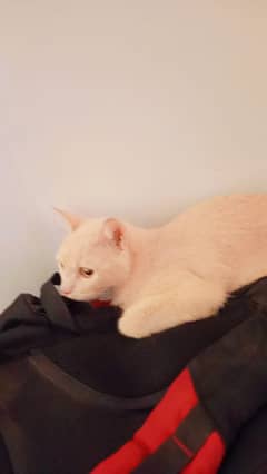 Premium American short hair cat