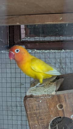 Lutino