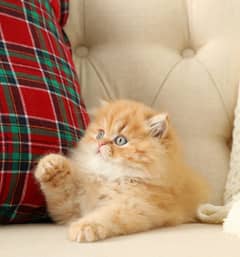 high quality kitten|Punch face Kittens|persian cat|cute|tripple|fluffy