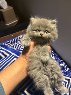 high quality kitten|Punch face Kittens|persian cat|cute|tripple|fluffy