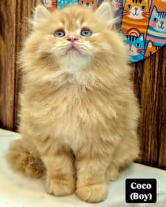 high quality kitten|Punch face Kittens|persian cat|cute|tripple|fluffy