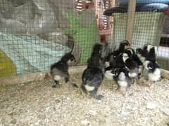 bantam
