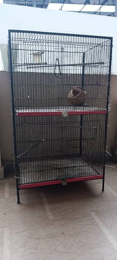Birds