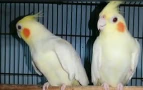 active pair good in health