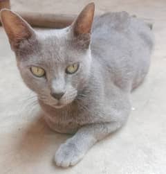 Russian cat fore sale female ha