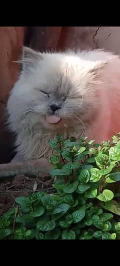 Persian cat |Persian Kittens |Tripple Coated |semi punch face cat