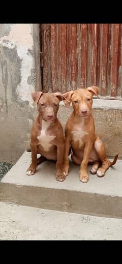 pitbull female pups available