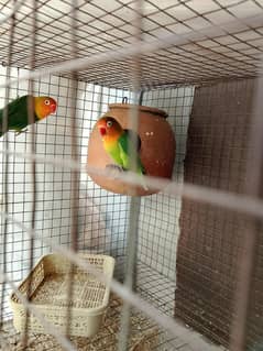 Fisher love bird pair.