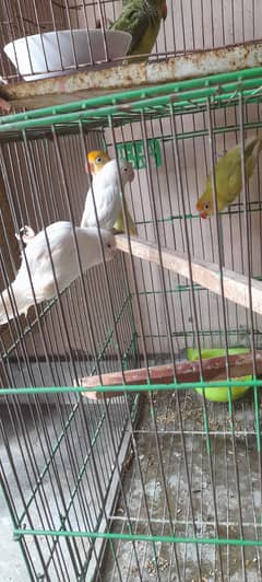 02 Lovebirds breaders pairs